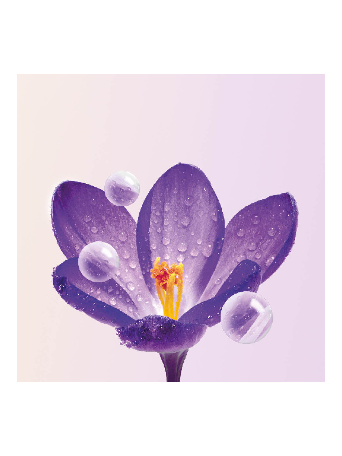 Anti-wrinkle Eye Care | Saffron